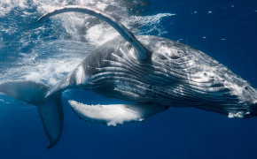 Humpback Whale Wallpaper HD 76863