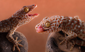 Tokay Gecko HD Background Wallpaper 80696