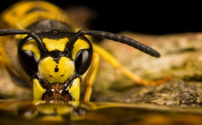 Hornet Insect Background HD Wallpapers 74383