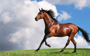 Irish Thoroughbred Horse Background Wallpapers 77055