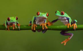 Red Eyed Tree Frog HQ Background Wallpaper 78185