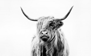 Highland Cattle Desktop Wallpaper 76679