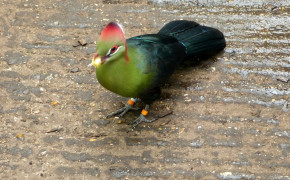 Turaco Background Wallpaper 80852