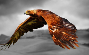 Red Tailed Hawk Best HD Wallpaper 78420
