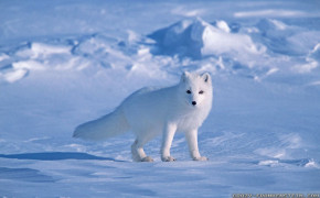 Arctic Fox HD Wallpapers 73919