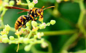 Hornet Insect HQ Background Wallpaper 74396