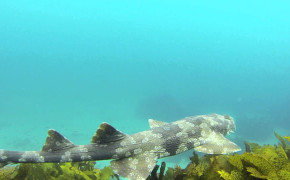 Spotted Wobbegong Shark Wallpaper HD 79873
