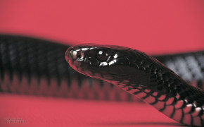 Red Bellied Black Snake Background HD Wallpapers 78277