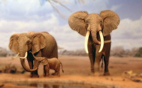 Asian Elephant Wallpaper HD 74030