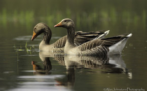 Greylag Goose Background HD Wallpapers 76340