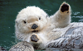 Sea Otter Background Wallpapers 79100