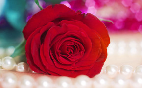Red Rose HD Images 07224