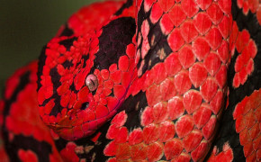 Red Bellied Black Snake Best HD Wallpaper 78280