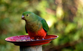 King Parrot Wallpapers Full HD 77372