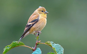 American Goldfinch Background HD Wallpapers 73642