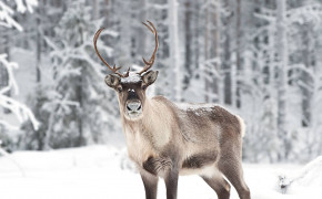 Reindeer Wallpaper HD 78467