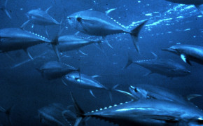 Tuna Fish Wallpaper 1832x1188 81761