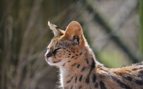 Serval Background HD Wallpapers 79266