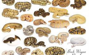 Python Snake Widescreen Wallpapers 75664