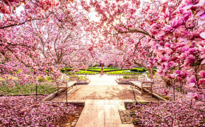 Cherry Blossom Photos 06778