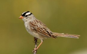 Swamp Sparrow Desktop HD Wallpaper 80253