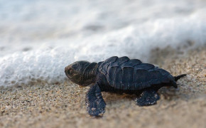 Turtle Wallpapers Full HD 80919