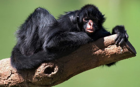 Spider Monkey Background Wallpapers 79815