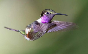 Purple Hummingbird HD Wallpapers 77926
