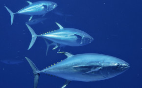 Tuna Fish Wallpaper 1800x1185 81758