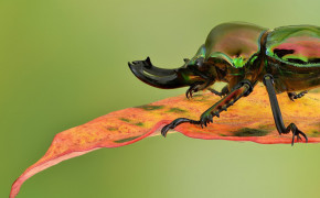 Stag Beetle Desktop Wallpaper 79958