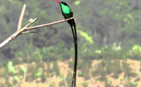 Red Billed Streamertail HD Wallpapers 78320
