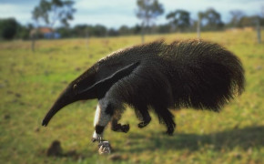 Anteater HD Wallpapers 73887