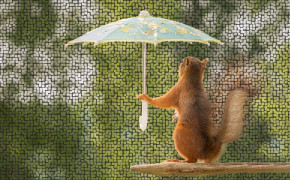 Squirrel Widescreen Wallpapers 79923