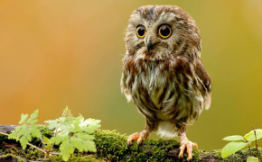 Little Owl Desktop HD Wallpaper 74483