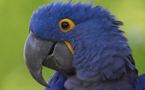 Hyacinth Macaw Background HD Wallpapers 76868