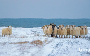 Icelandic Sheepdog HD Desktop Wallpaper 74411