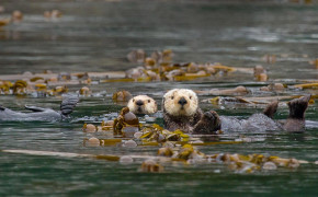 Sea Otter Best HD Wallpaper 79101