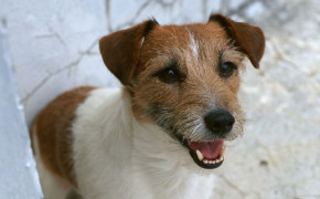 Jack Russell Terrier Background HD Wallpapers 77088