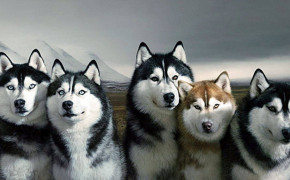 Siberian Husky HD Wallpaper 79536