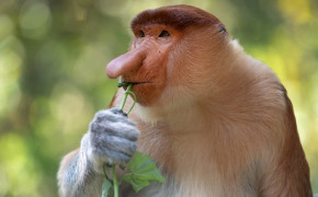 Proboscis Monkey HD Desktop Wallpaper 77839