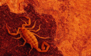 Scorpion Animal HD Background Wallpaper 75759