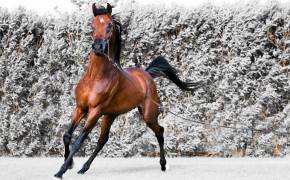 Arabian Horse Wallpaper 07569