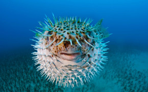 Pufferfish Background HD Wallpapers 77846
