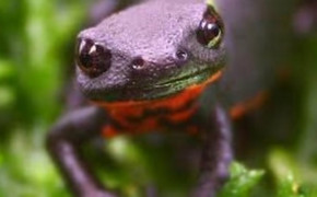 Red Bellied Newt Background Wallpapers 78137