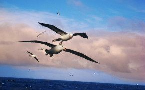 Albatross Desktop HD Wallpaper 73491