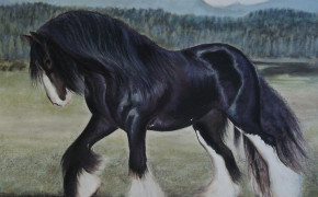 Shire Horse Widescreen Wallpapers 79456