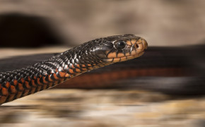 Red Bellied Black Snake Widescreen Wallpapers 78293