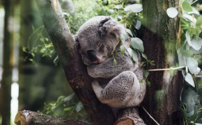 Koala Desktop Widescreen Wallpaper 77411