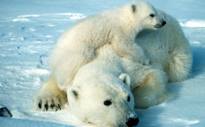 Ice Polar Bear Wallpaper 3791x2567 81128