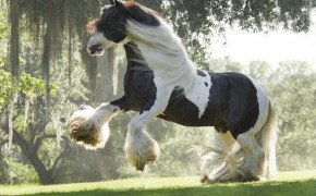 Gypsy Horse Background HD Wallpapers 76469